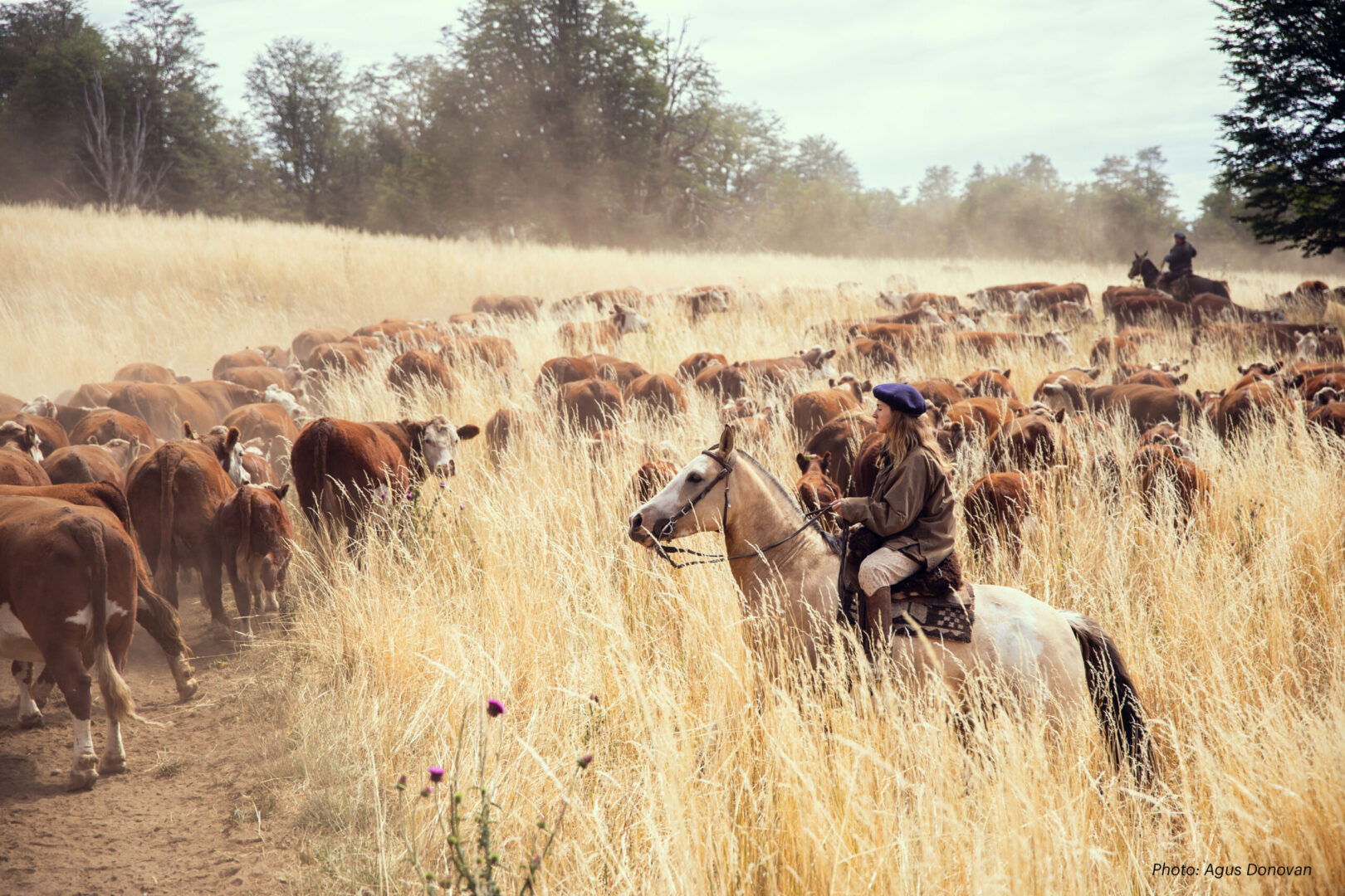 Travail du bétail - cattle work